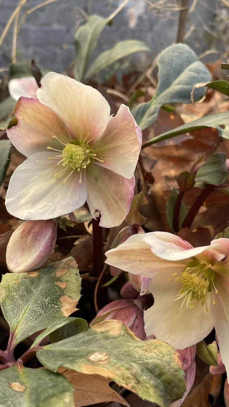helleborus_2000x72